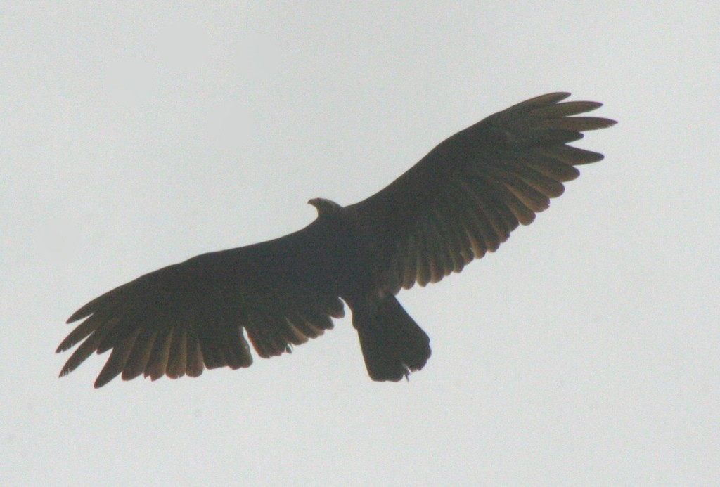 Lesser Yellow-headed Vulture - ML106097001