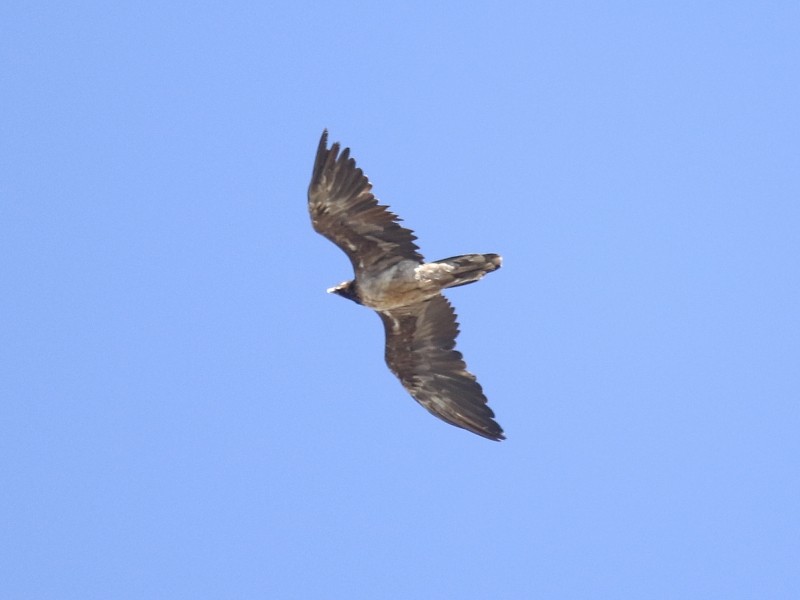 Bearded Vulture (Eurasian) - ML106098331