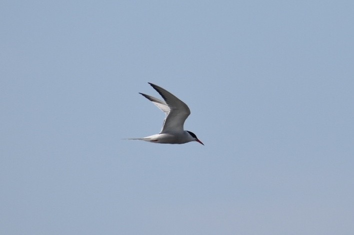 Common Tern - Nathan O'Reilly