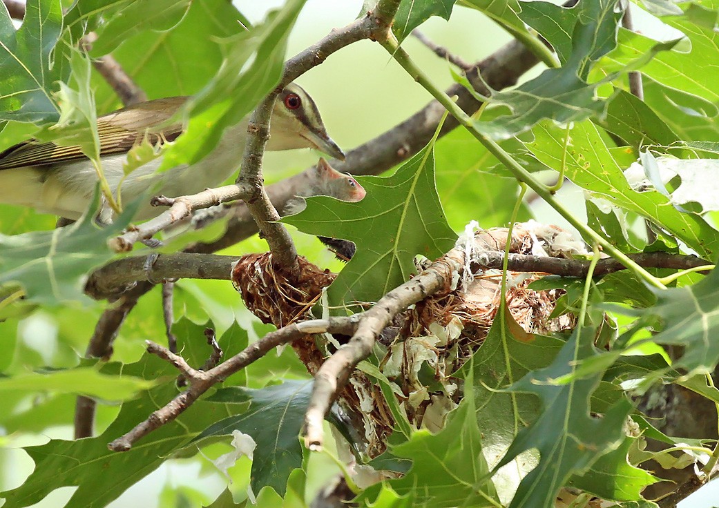 Red-eyed Vireo - ML106099151