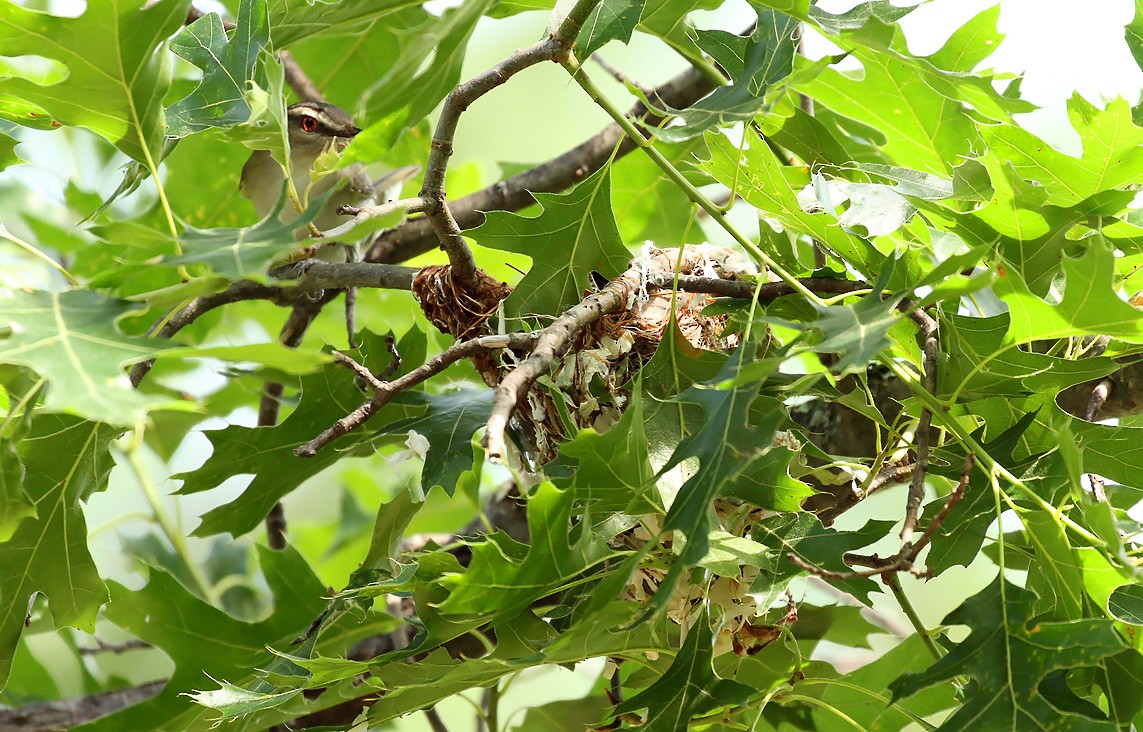 Red-eyed Vireo - ML106099171