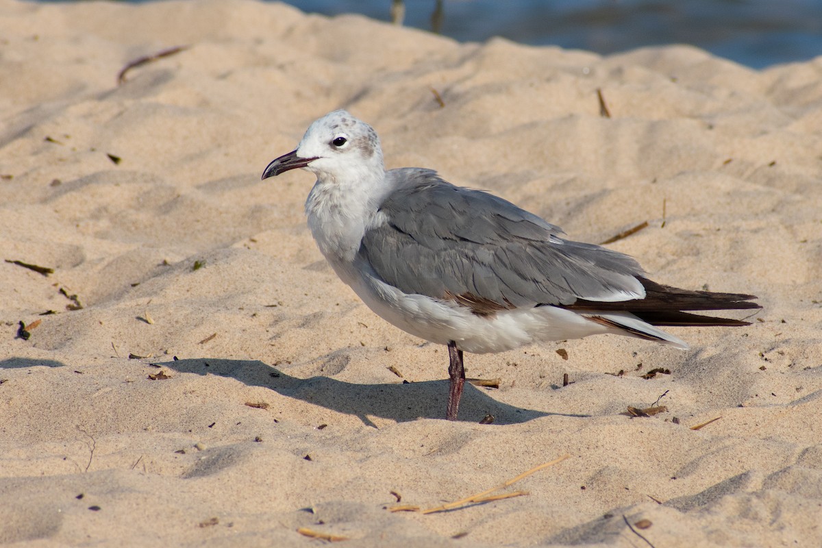 Laughing Gull - ML106099981