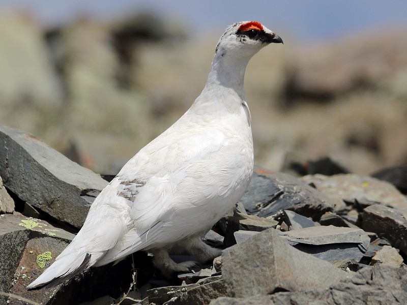 Rock Ptarmigan - ML106100211