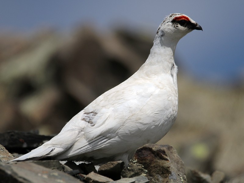 Rock Ptarmigan - ML106100221