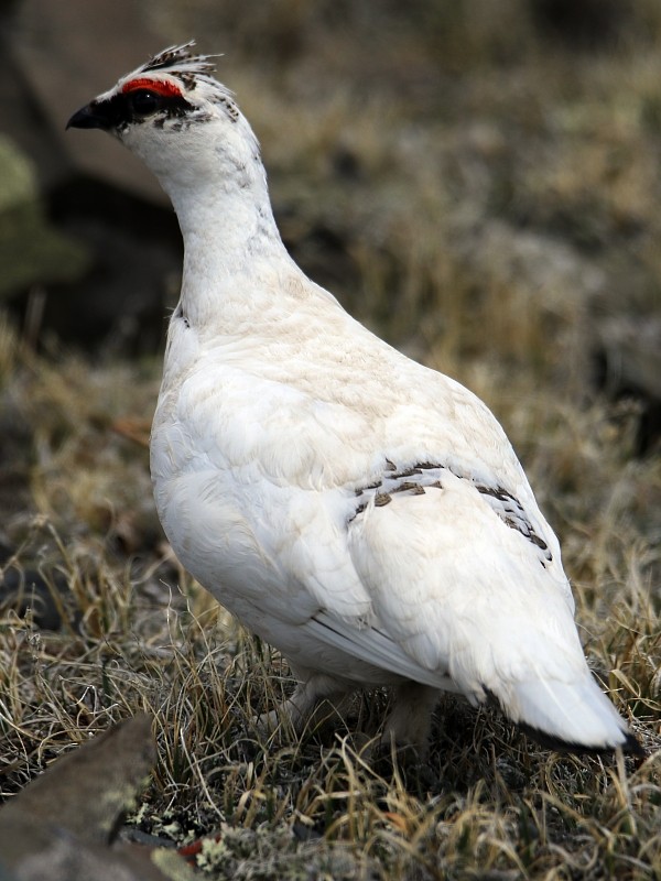 Rock Ptarmigan - ML106100231