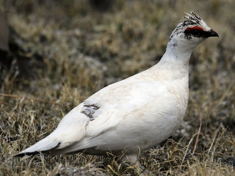 Rock Ptarmigan - ML106100251