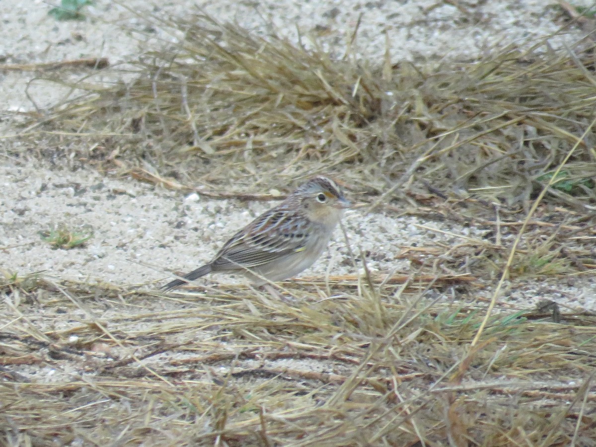 Grasshopper Sparrow - robert wellens