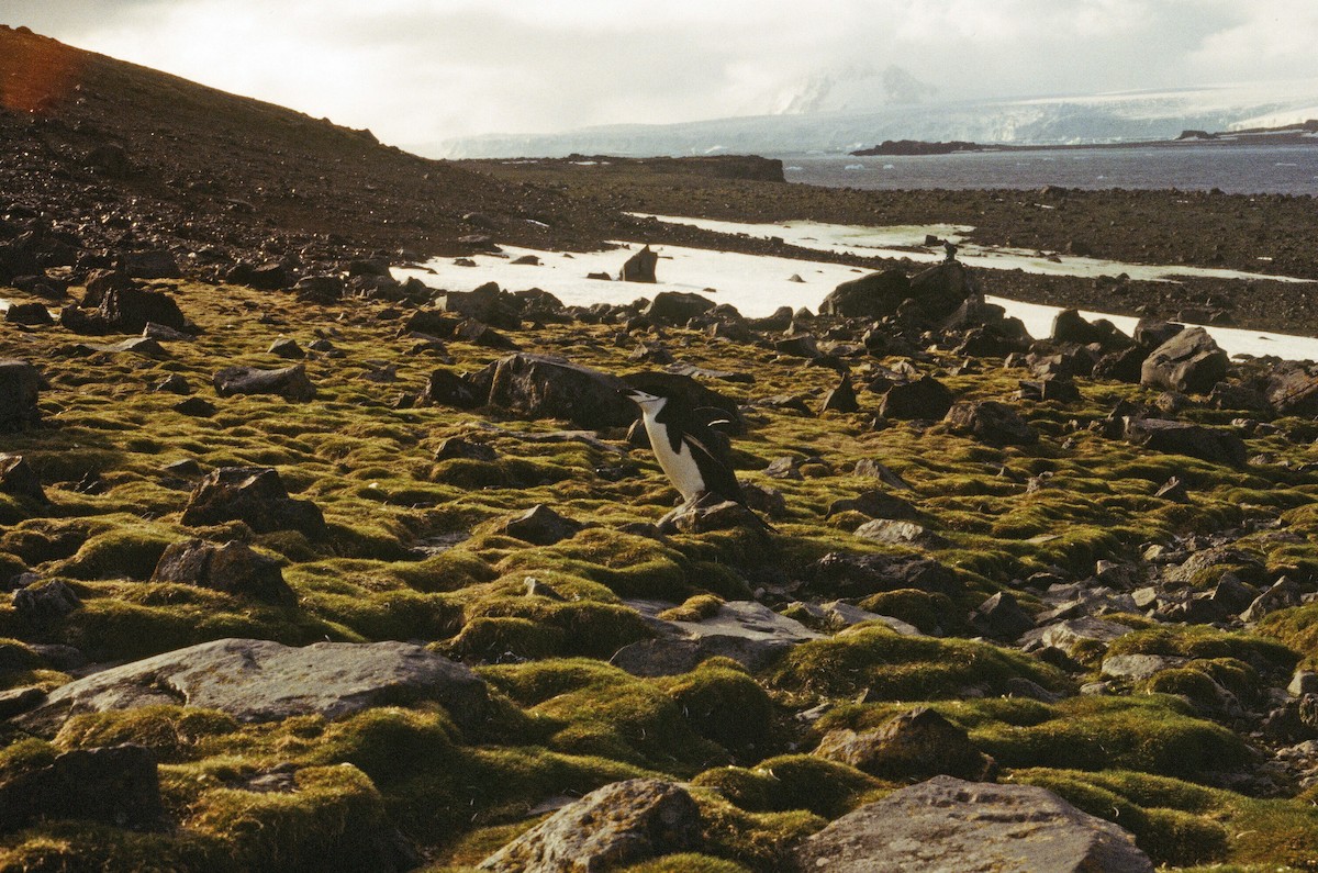 Chinstrap Penguin - Edward  Brinkley