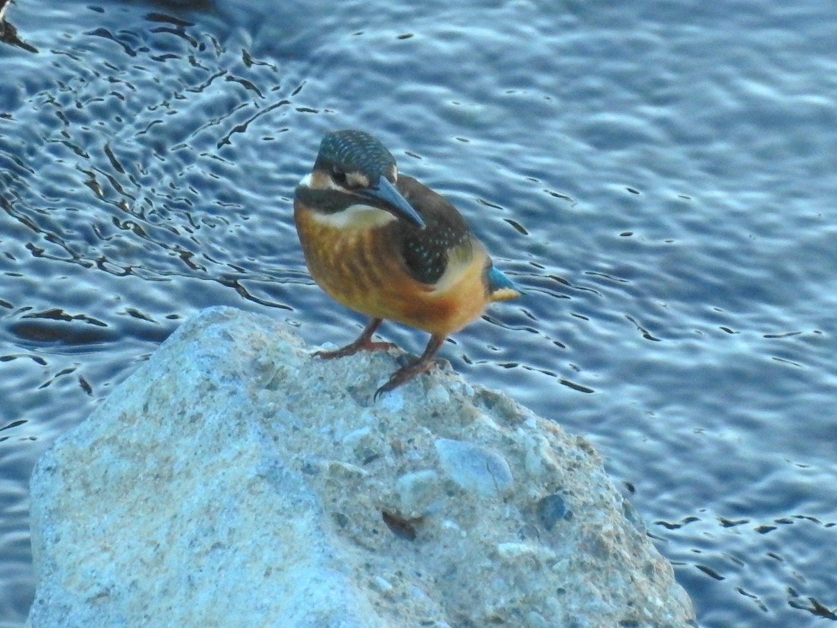 Common Kingfisher - Anonymous