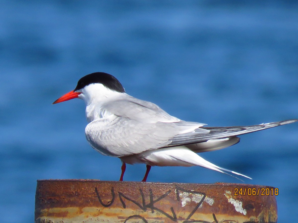 Common Tern - ML106102911