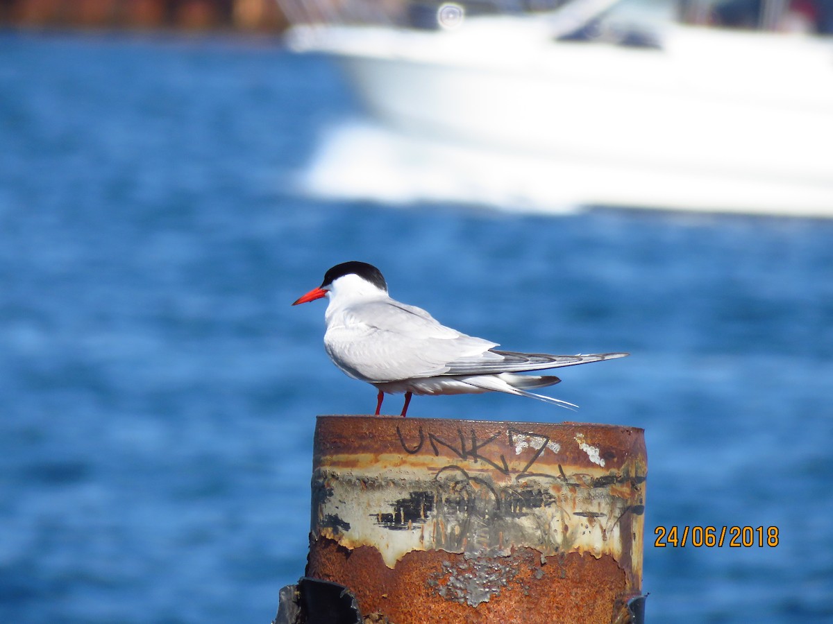 Common Tern - ML106102941