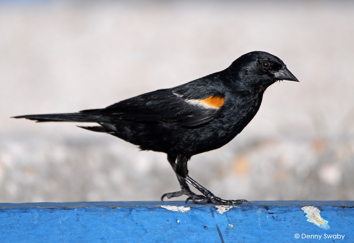 Tawny-shouldered Blackbird - ML106104691