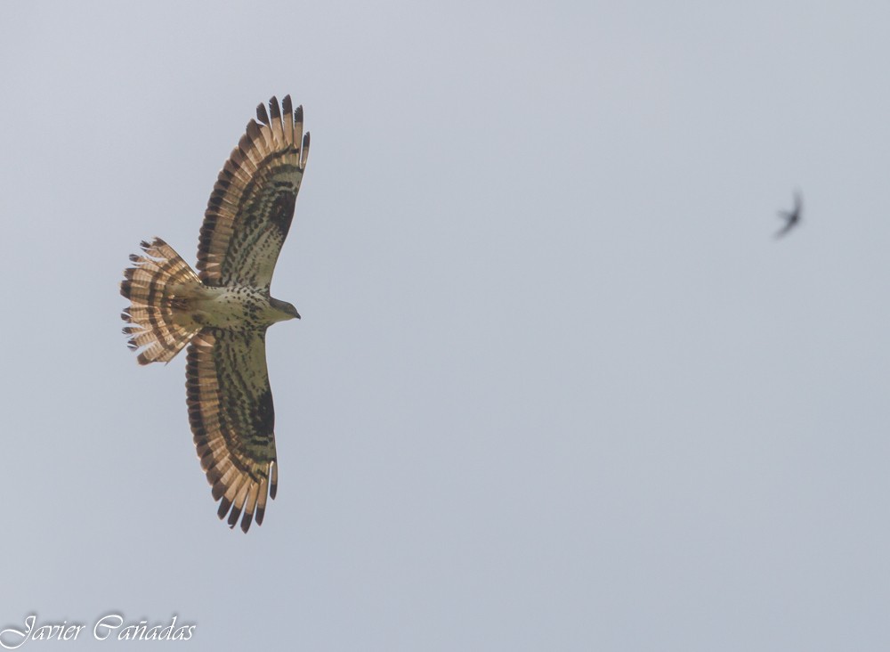 European Honey-buzzard - ML106105211