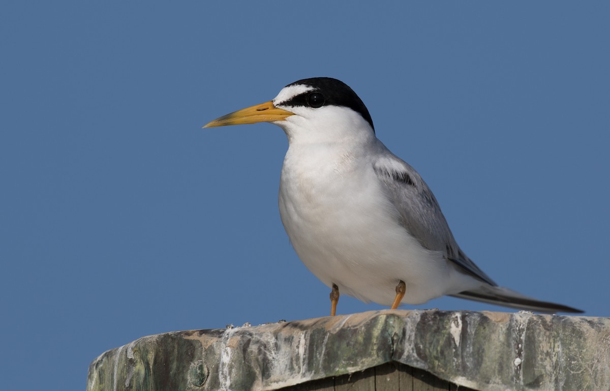 Least Tern - Simon Best