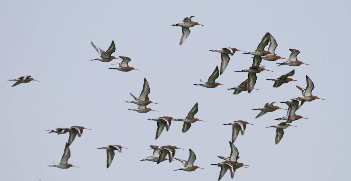 Black-tailed Godwit - ML106108971