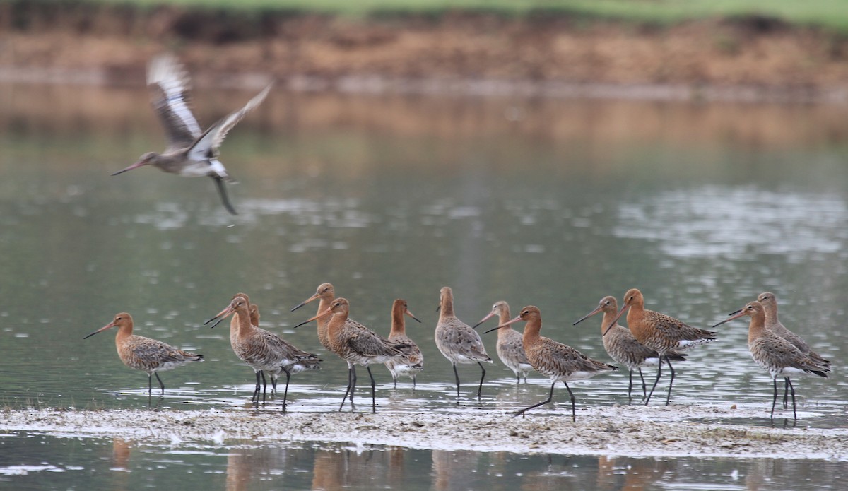 Black-tailed Godwit - ML106108991