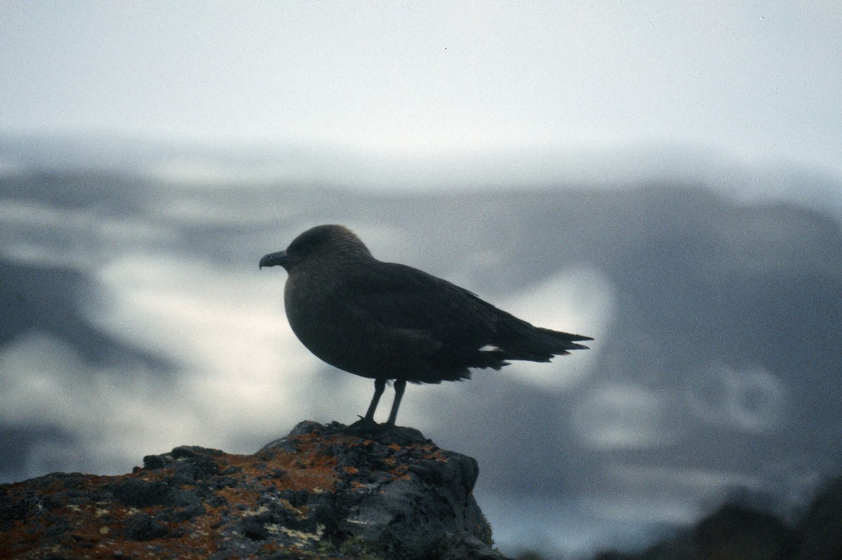 South Polar Skua - ML106110341