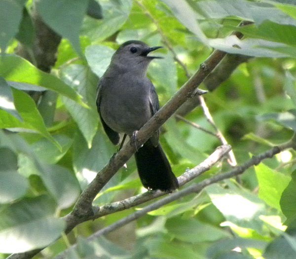 Pájaro Gato Gris - ML106110401