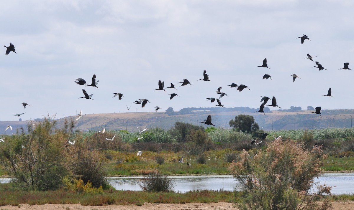 Glossy Ibis - ML106111711