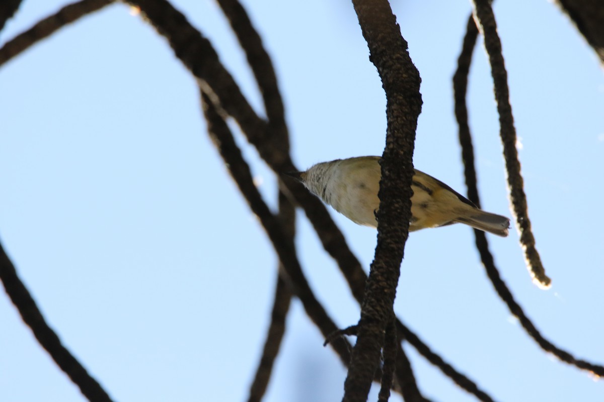 Cassin's Vireo - ML106112941