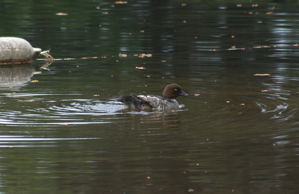 Common Goldeneye - ML106112981