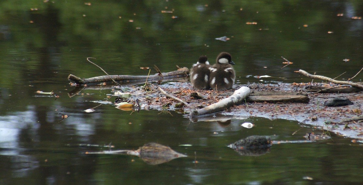 Common Goldeneye - Liam Ragan