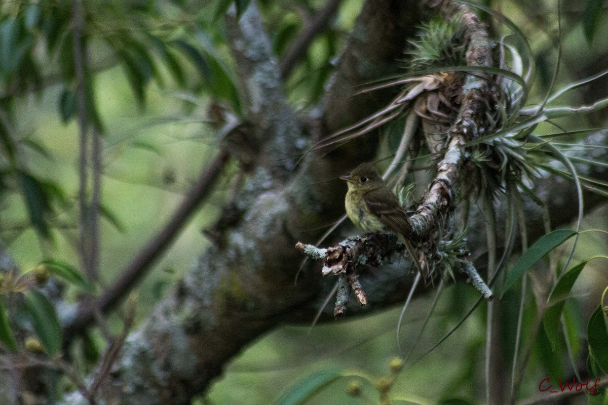 Western Flycatcher - ML106113071