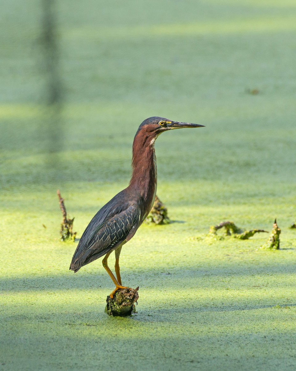 Green Heron - Russ Wigh