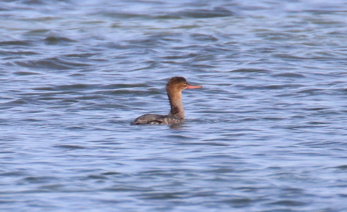 Red-breasted Merganser - ML106115201