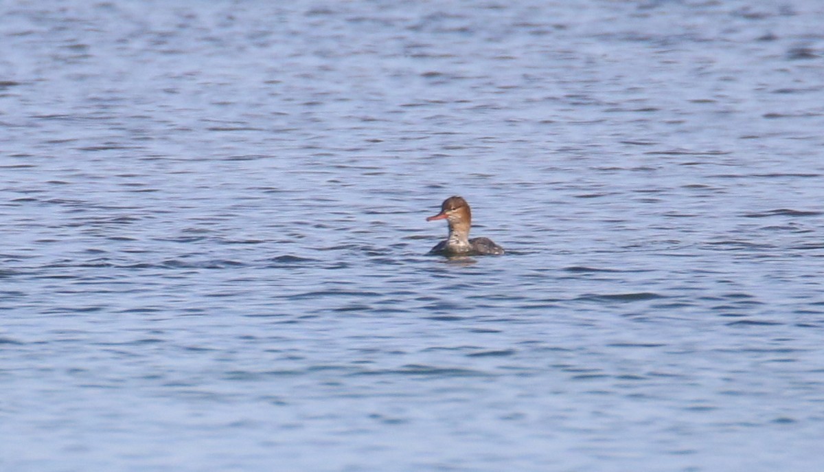 Red-breasted Merganser - ML106115251