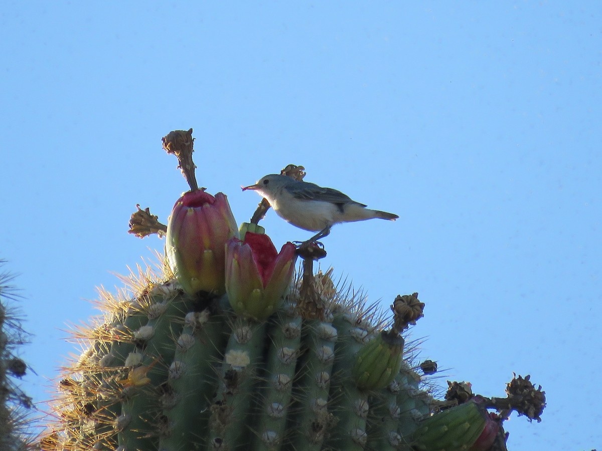 Lucy's Warbler - ML106118801