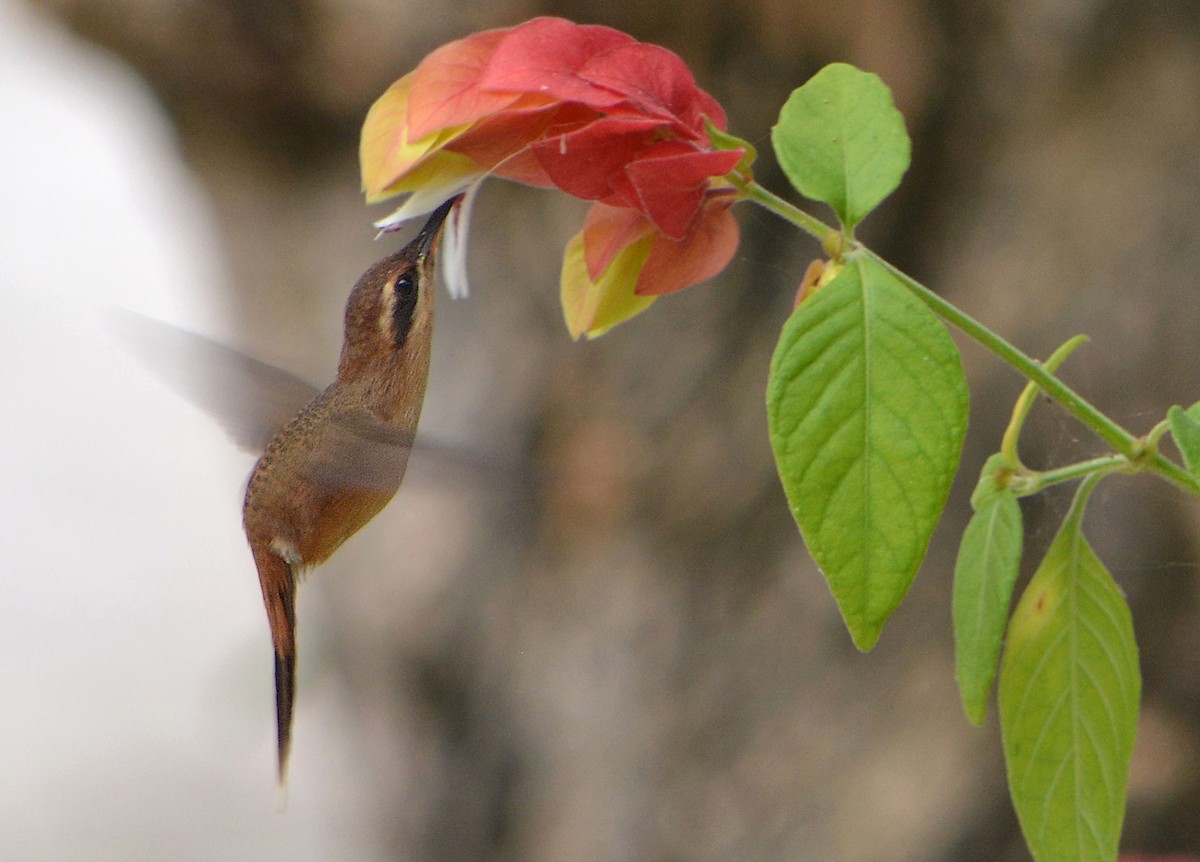 Пестрогорлый колибри-отшельник - ML106118881
