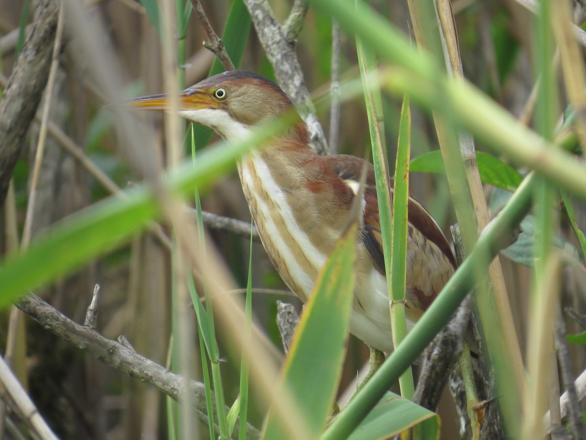 Least Bittern - ML106119101