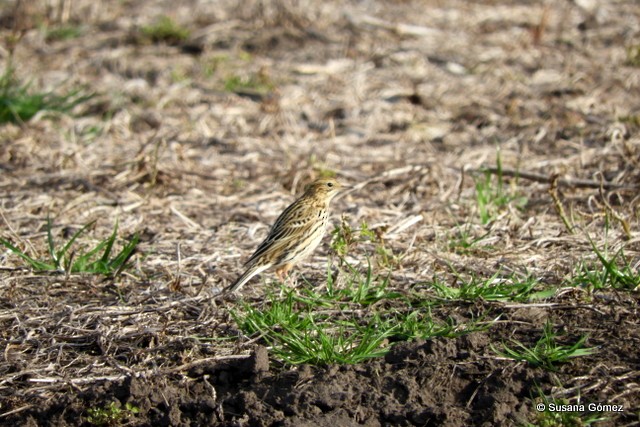 Correndera Pipit - Susana Gómez