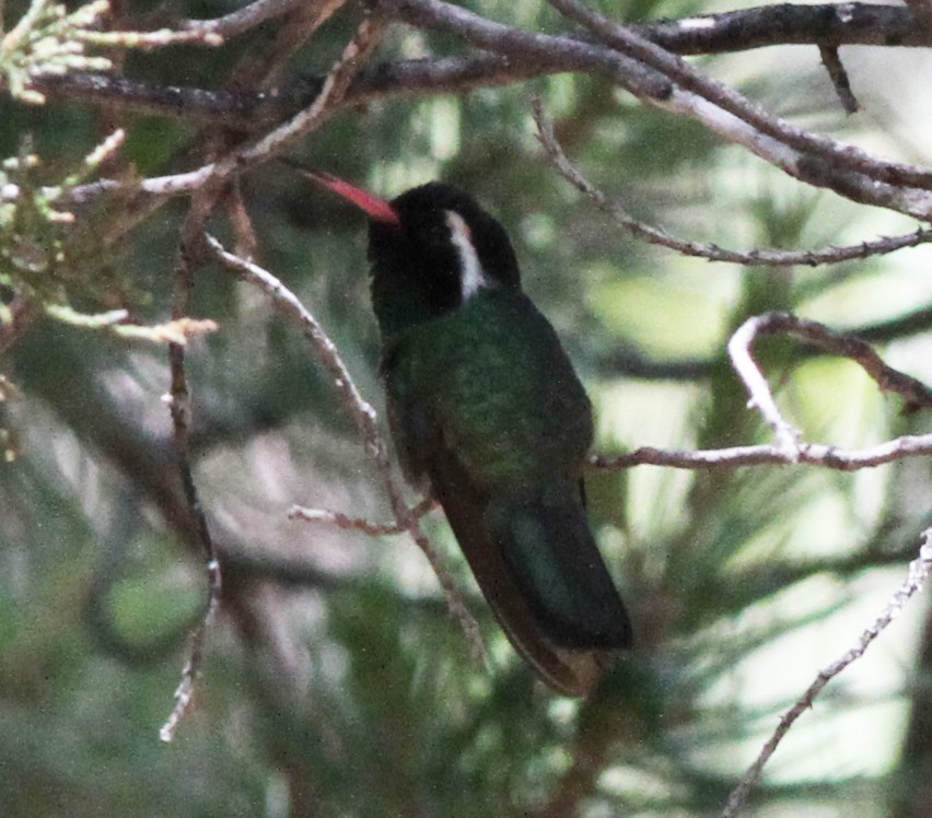 kolibřík bělouchý - ML106120821