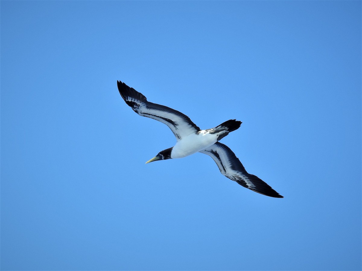 Masked Booby - ML106121751