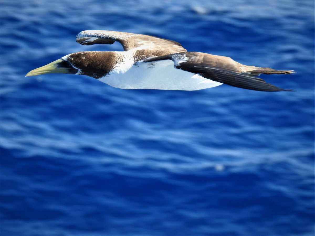 Masked Booby - ML106121761