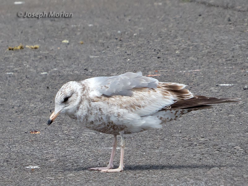 Common Gull (Kamchatka) - ML106124751
