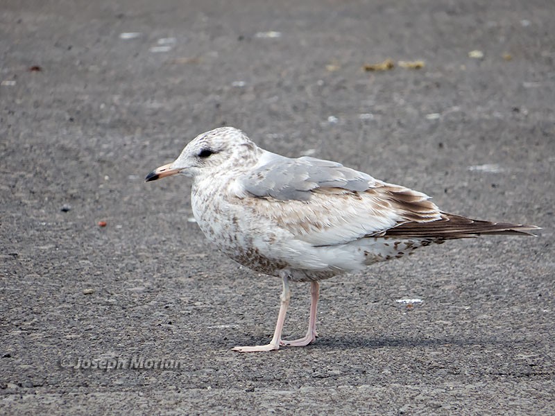 Common Gull (Kamchatka) - ML106124761