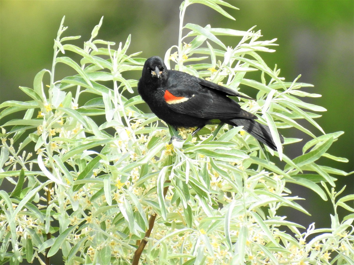 Red-winged Blackbird - ML106124851