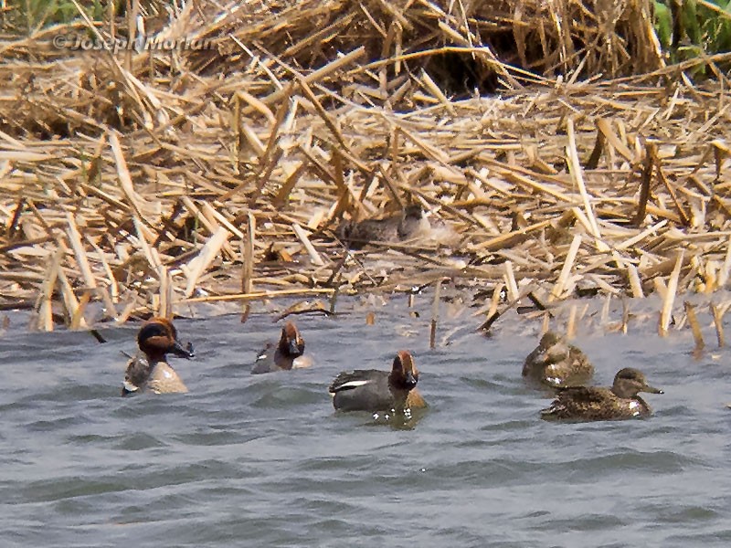 Green-winged Teal (Eurasian) - ML106124911