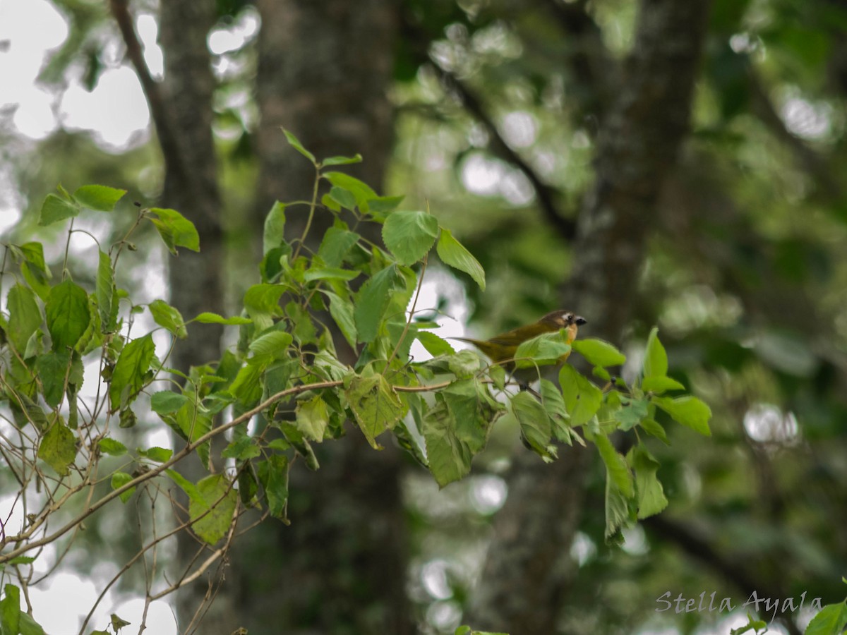 Common Chlorospingus - ML106125771