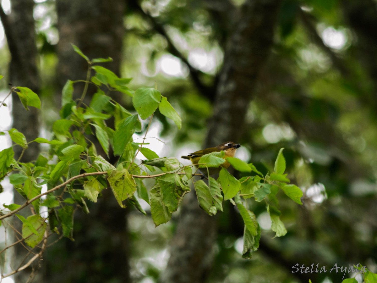 Common Chlorospingus - ML106125781