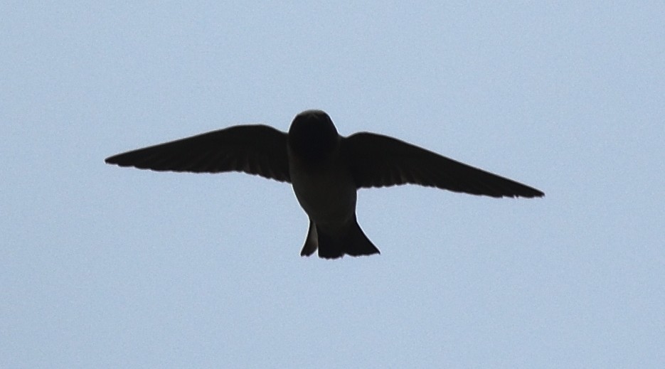 Cliff Swallow - ML106126141