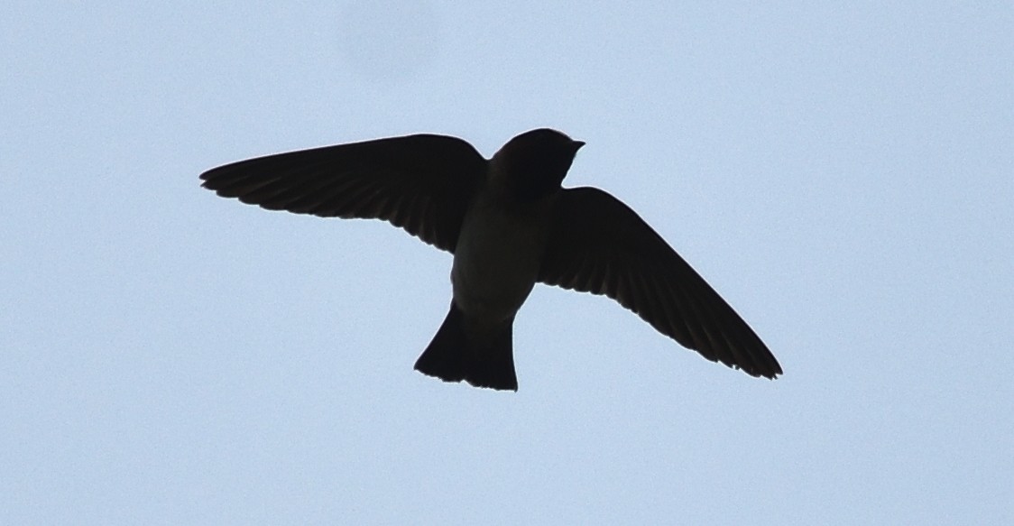 Cliff Swallow - ML106126151