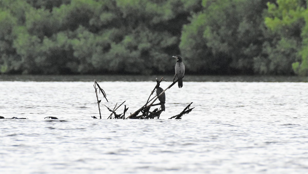 Neotropic Cormorant - Chris Rohrer