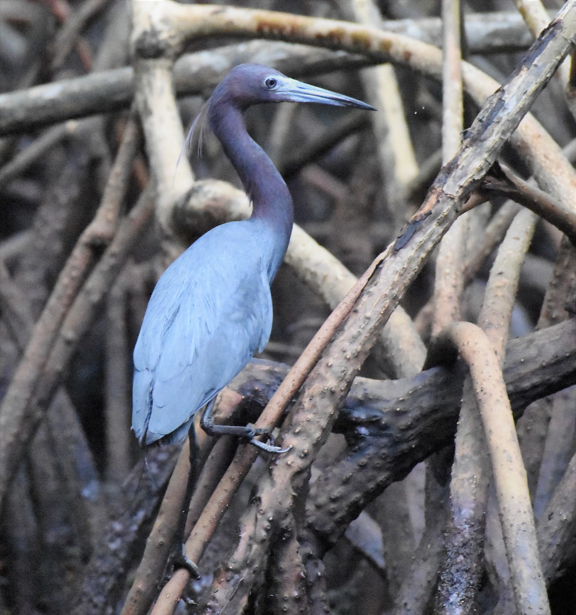 Aigrette bleue - ML106129421