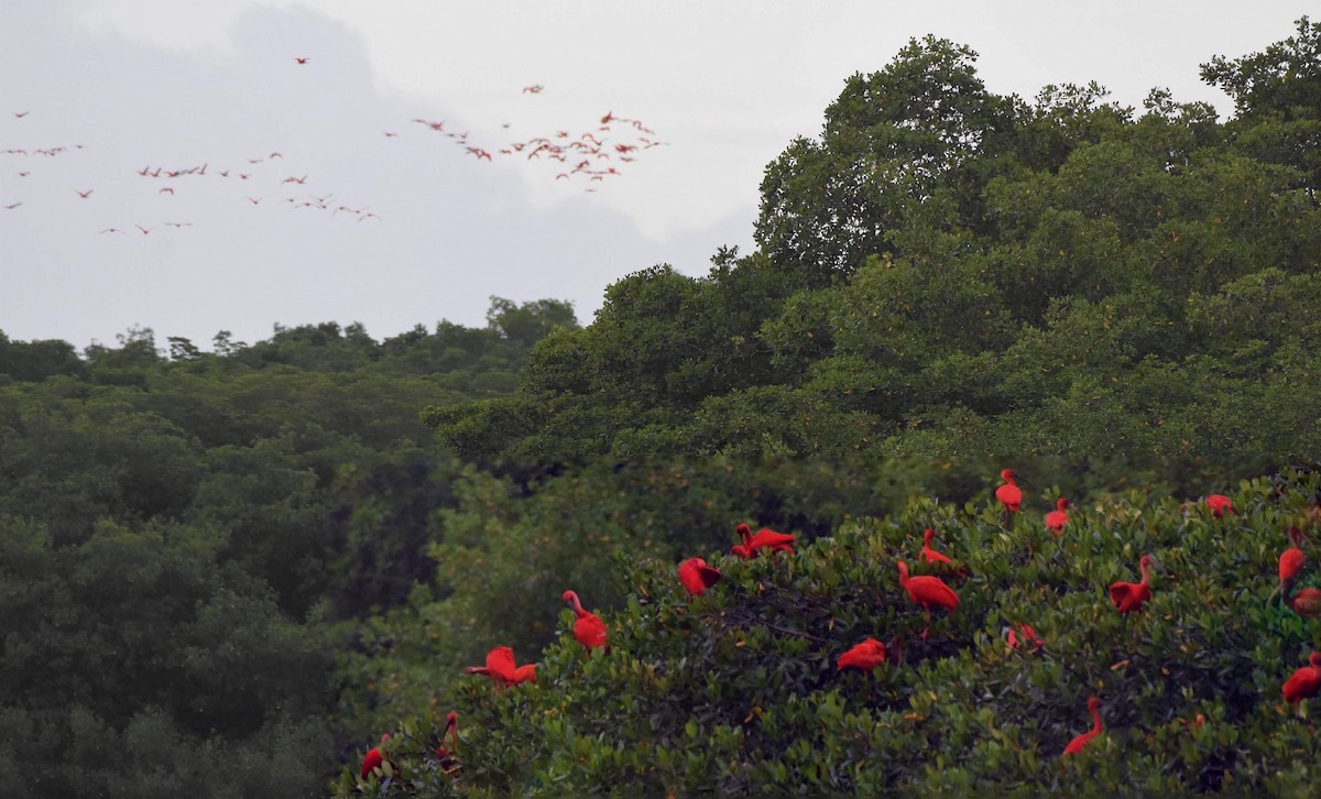 Scarlet Ibis - ML106129551