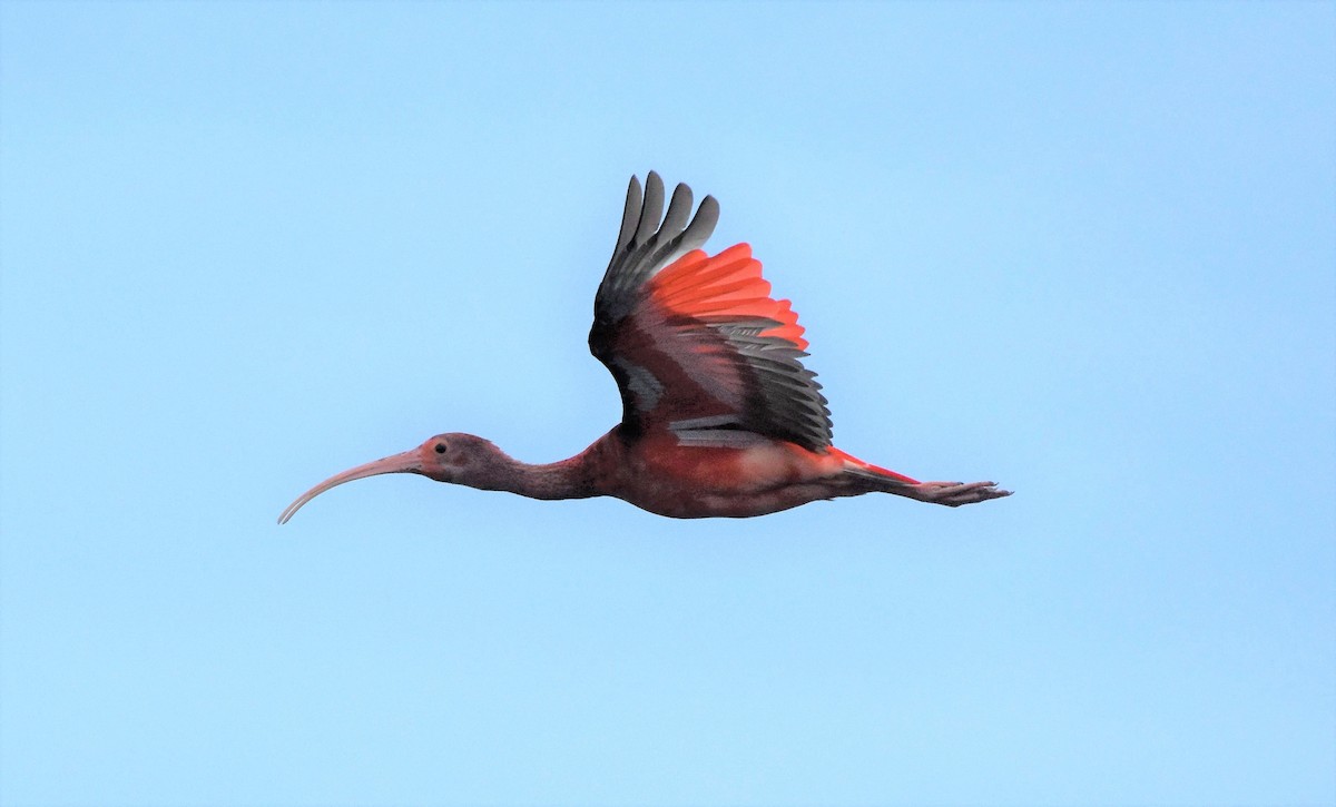 Scarlet Ibis - ML106129581