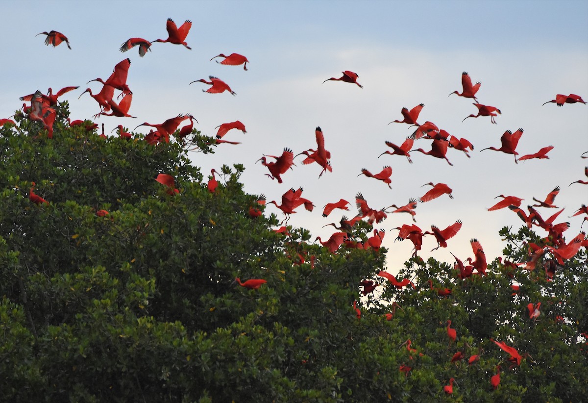 Scarlet Ibis - ML106129651